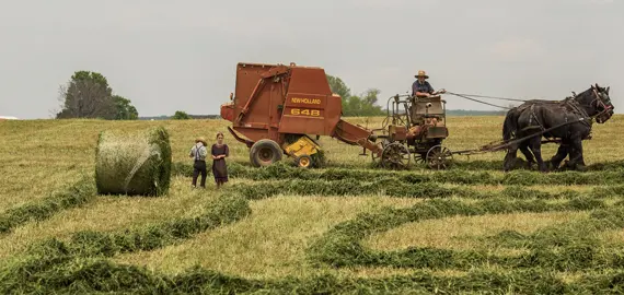 Asigurari agricole